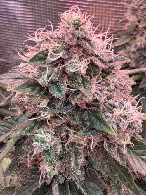 Scary Jane. Week 14 - Jan 9