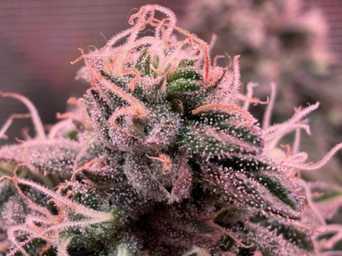 Scary Jane. Week 14 - Jan 9