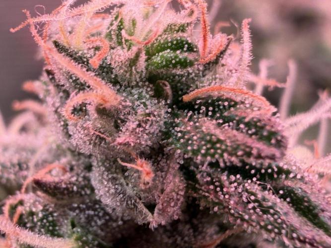 Scary Jane. Week 14 - Jan 9