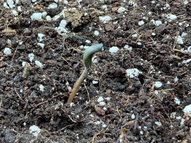 Friki Nana #112 - the Mutant. Week 1 - Jan 5