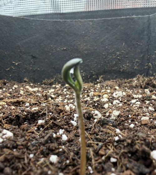 Friki Nana #112 - the Mutant. Week 1 - Jan 6