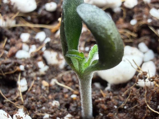 Friki Nana #112 - the Mutant. Week 1 - Jan 7