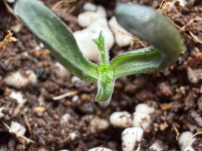 Friki Nana #112 - the Mutant. Week 1 - Jan 7 eight hours later