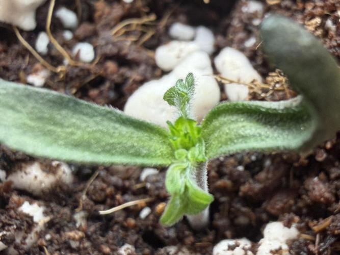 Friki Nana #112 - the Mutant. Week 1 - Jan 8