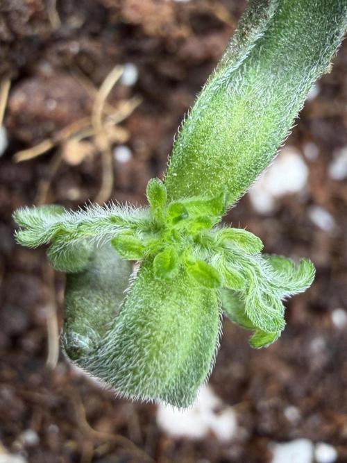 Friki Nana #112 - the Mutant. Week 1 - Jan 9