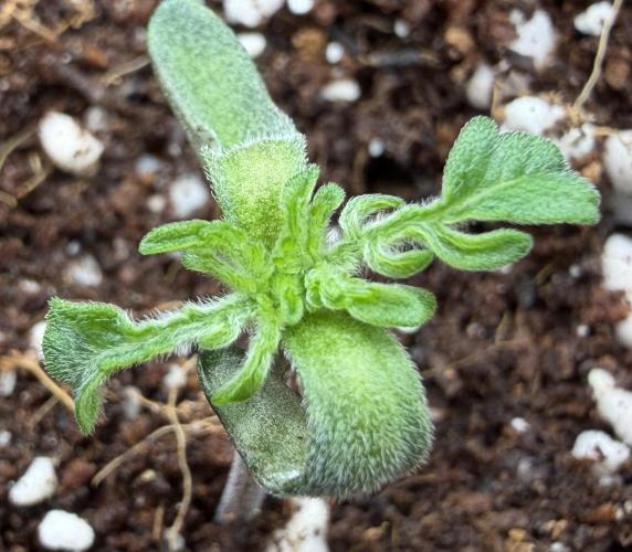 Friki Nana #112 - the Mutant. Week 1 - Jan 10