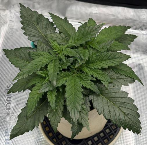 Baby Momma - Spain's Medicinal - Oracle. Week 4 - Jan 10