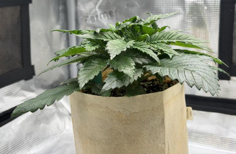 Baby Momma - Spain's Medicinal - Oracle. Week 4 - Jan 10