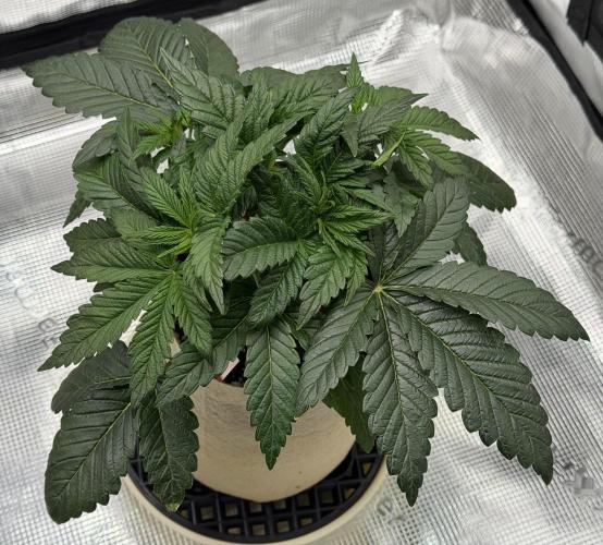 Baby Momma - Spain's Medicinal - Ripper. Week 4 - Jan 10