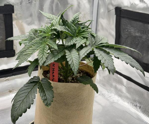 Baby Momma - Spain's Medicinal - Ripper. Week 4 - Jan 10