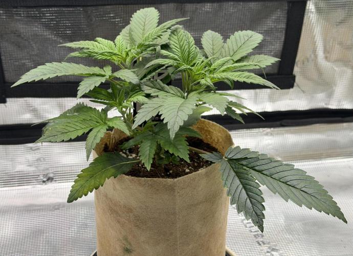 Baby Momma - Cherry Cola Auto RF3. Week 4