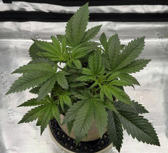 Baby Momma - Cherry Cola Auto RF3. Week 4