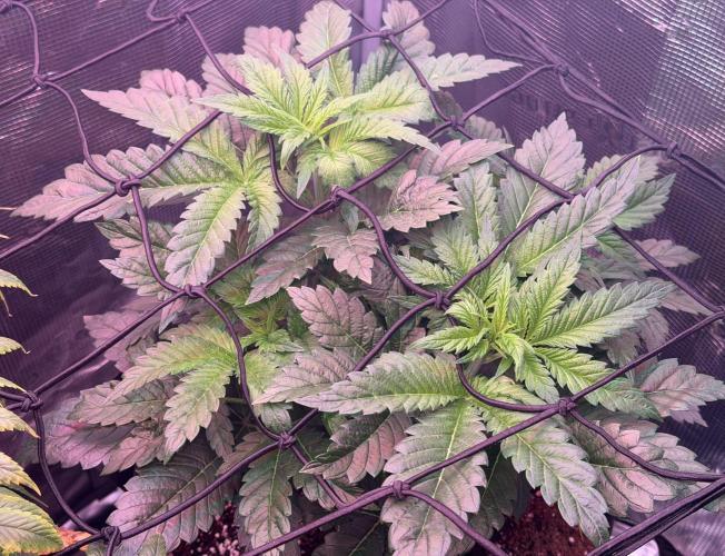 Best wishes Juan. Week 6