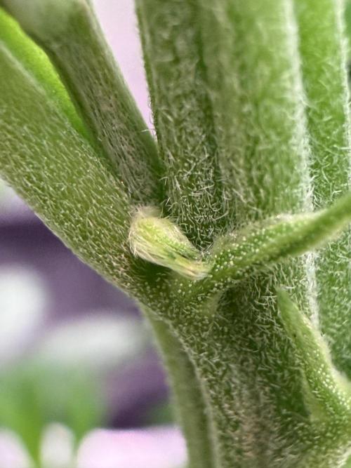 Best wishes Juan. Week 6