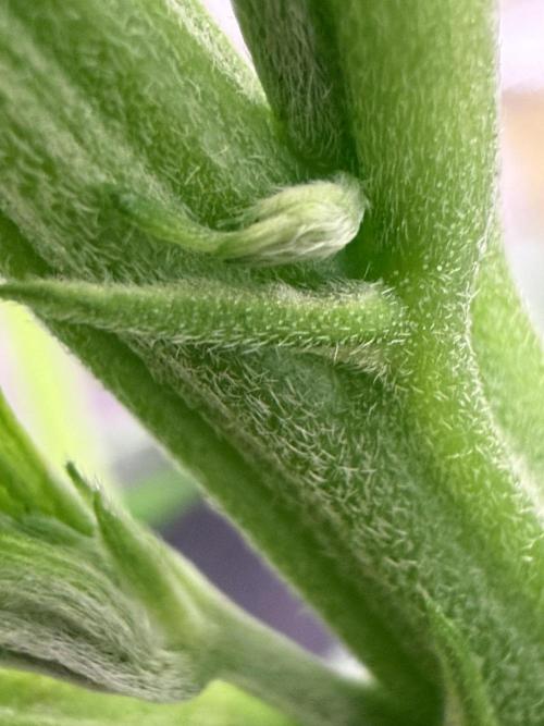 Best wishes Juan. Week 6