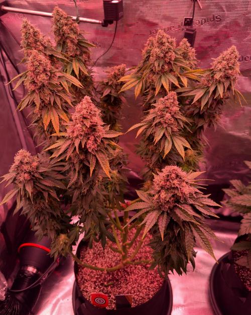 Scary Jane. Week 15 - The last picture of her