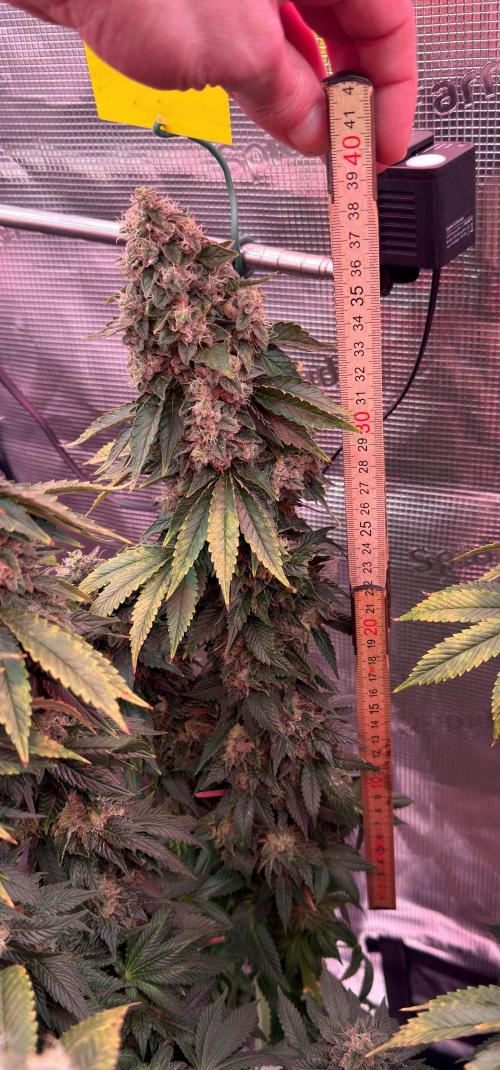 Scary Jane. Week 15 - a 40cm cola