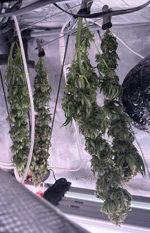 Scary Jane. Week 15 - The four I chose to keep