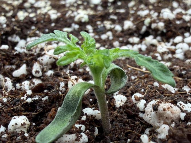 Friki Nana #112 - the Mutant. Week 2 - Jan 11