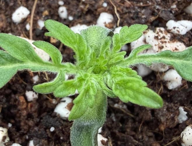 Friki Nana #112 - the Mutant. Week 2 - Jan 11