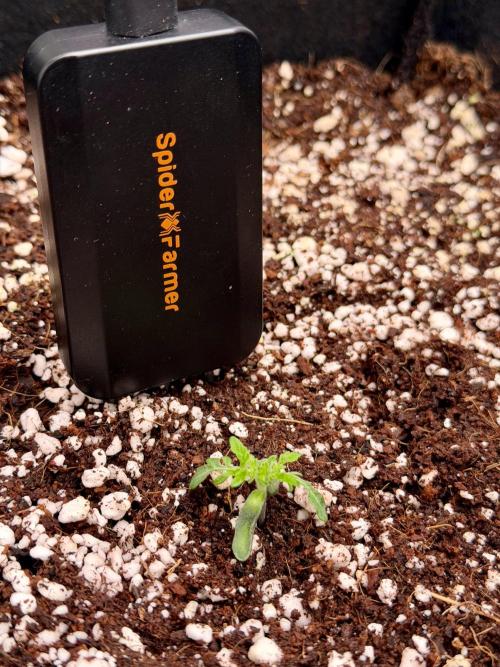 Friki Nana #112 - the Mutant. Week 2 - Jan 11