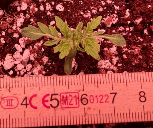 Friki Nana #112 - the Mutant. Week 2 - Jan 14