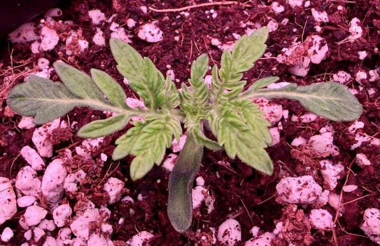 Friki Nana #112 - the Mutant. Week 2 - Jan 16