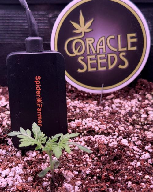 Friki Nana #112 - the Mutant. Week 2 - Jan 16