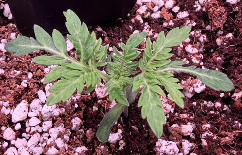 Friki Nana #112 - the Mutant. Week 2 - Jan 16