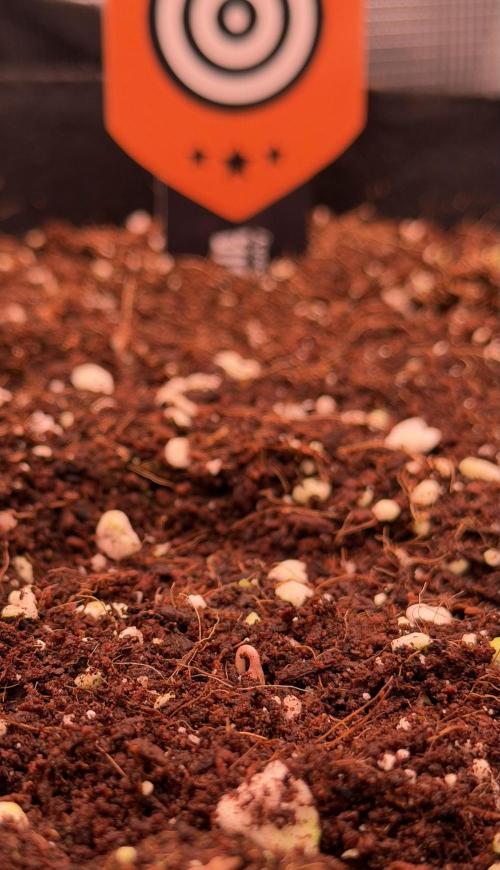 Take2 - RS11. Week 0 - Jan 16