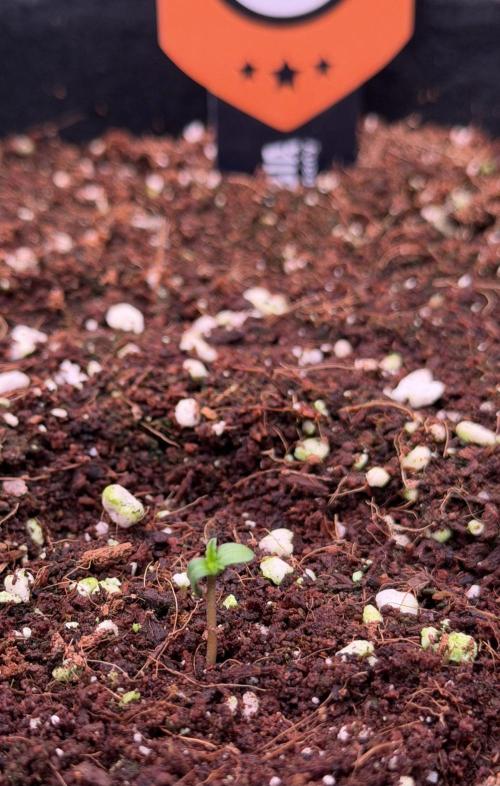 Take2 - RS11. Week 0 - Jan 17