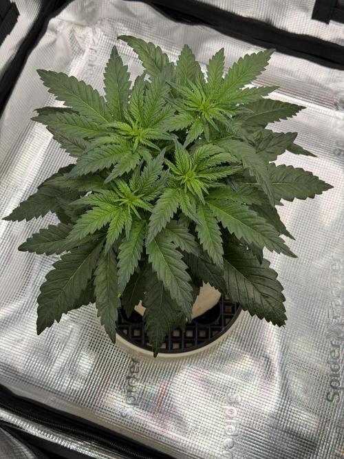 Baby Momma - Spain's Medicinal - Oracle. Week 5 - Jan 19