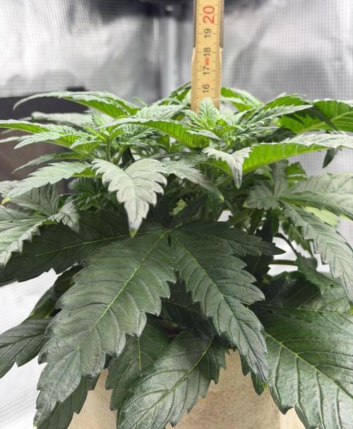 Baby Momma - Spain's Medicinal - Oracle. Week 5 - Jan 19