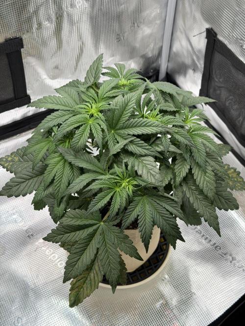 Baby Momma - Spain's Medicinal - Ripper. Week 5 - Jan 19