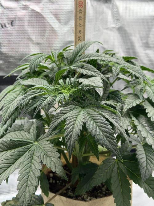 Baby Momma - Spain's Medicinal - Ripper. Week 5 - Jan 19