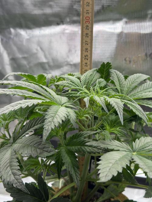 Baby Momma - Cherry Cola Auto RF3. Week 5 - Jan 19