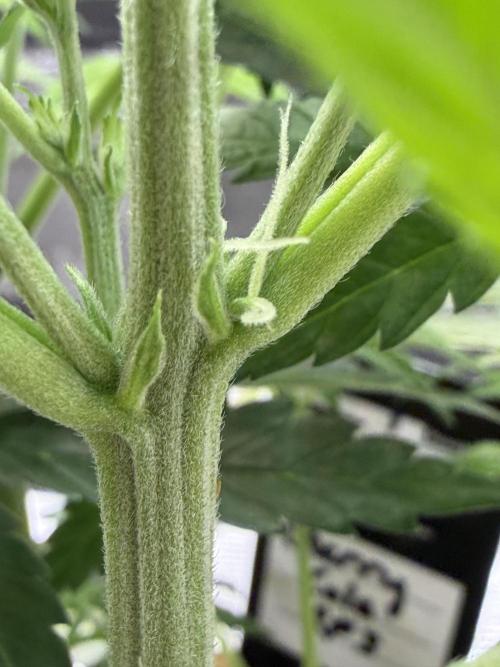 Baby Momma - Cherry Cola Auto RF3. Week 5 - Jan 19