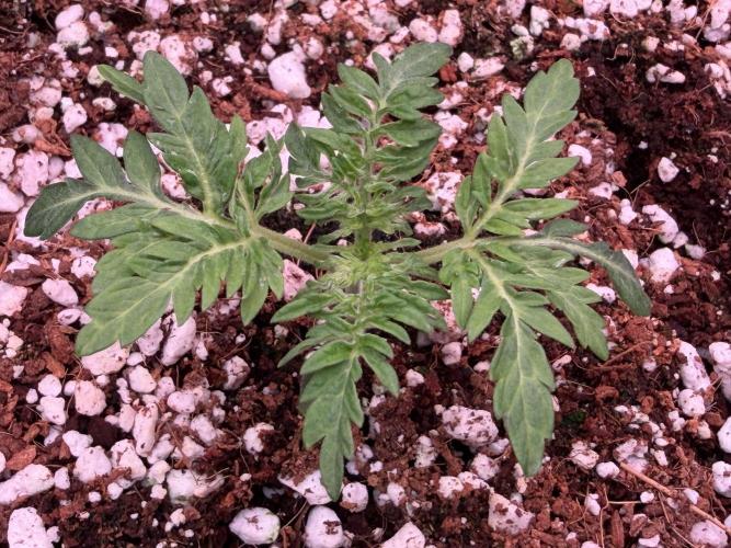 Friki Nana #112 - the Mutant. Week 3 - Jan 18