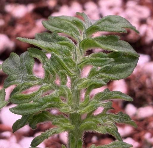 Friki Nana #112 - the Mutant. Week 3 - Jan 18