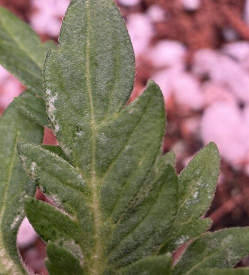 Friki Nana #112 - the Mutant. Week 3 - Jan 21