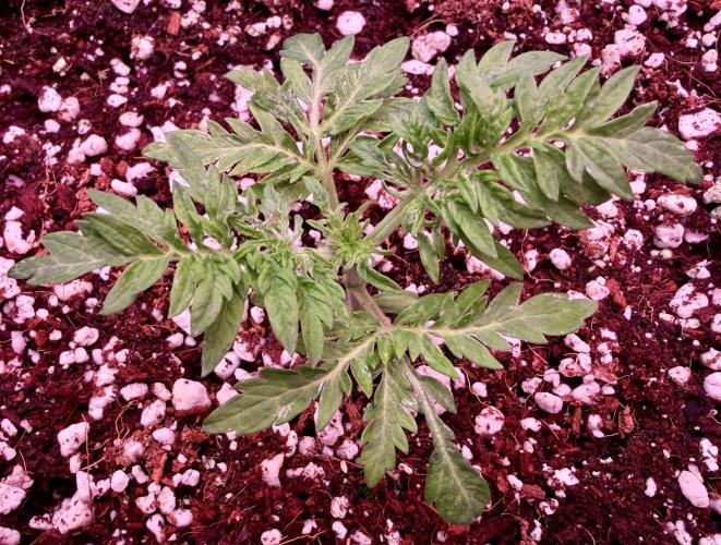 Friki Nana #112 - the Mutant. Week 3 - Jan 21