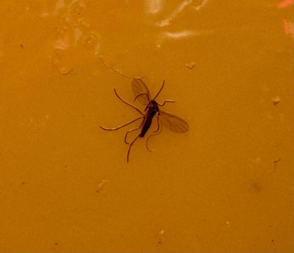 Friki Nana #112 - the Mutant. Week 3 - Jan 21