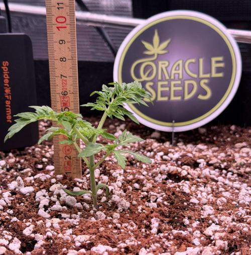 Friki Nana #112 - the Mutant. Week 3 - Jan 23