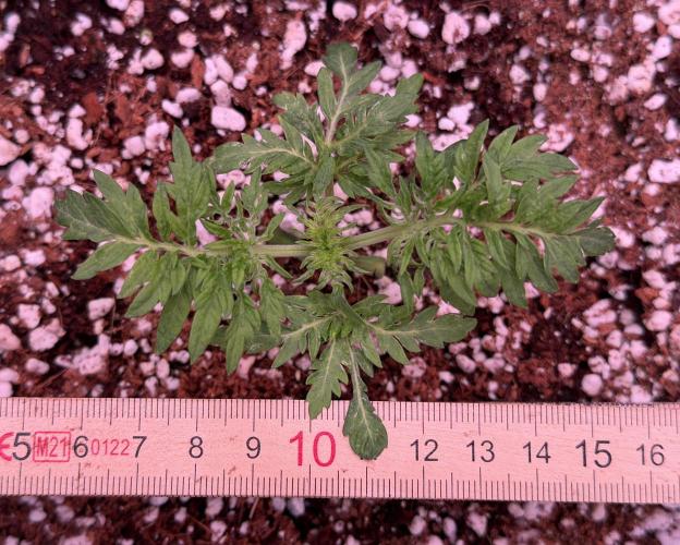 Friki Nana #112 - the Mutant. Week 3 - Jan 23