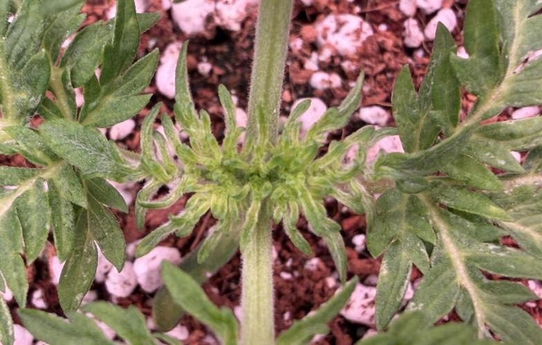 Friki Nana #112 - the Mutant. Week 3 - Jan 23