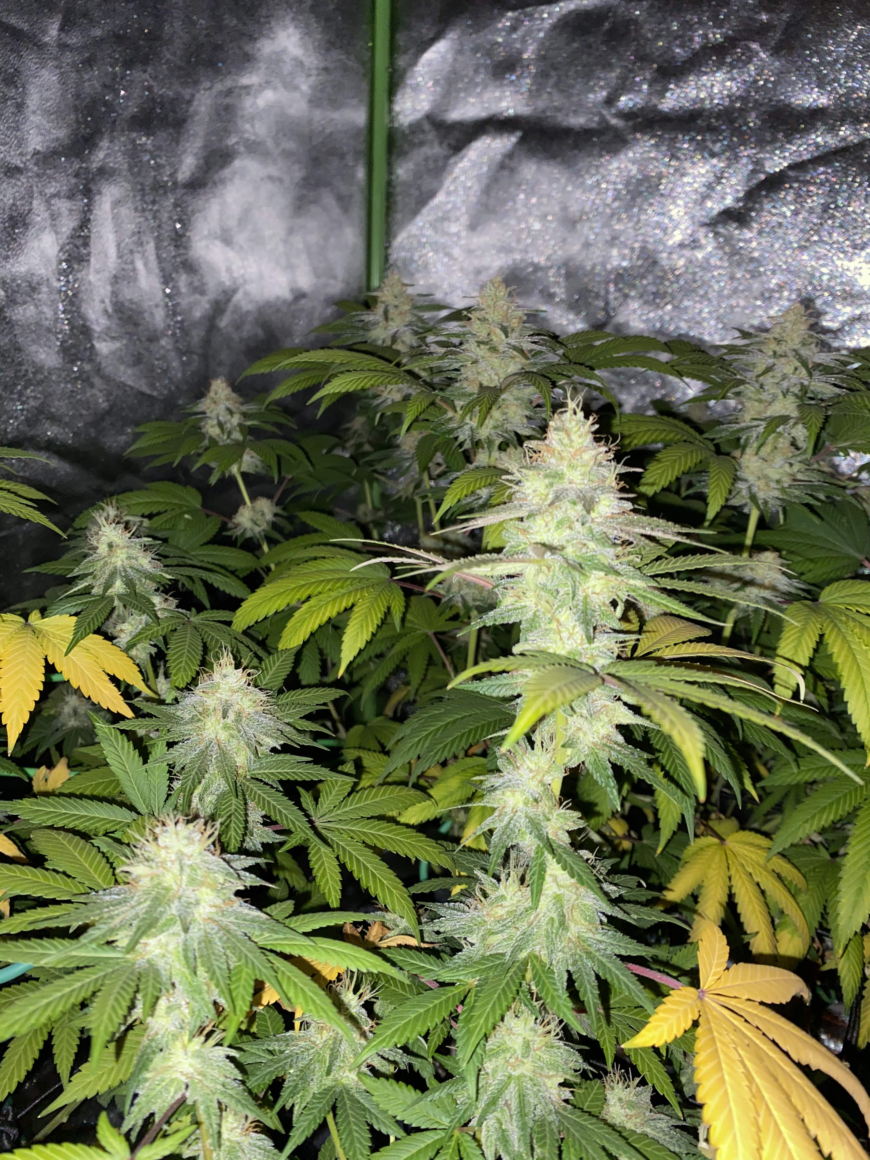 Green dream, Green dream 3 grow diary (journal) week13 by Prophet12 GrowDiaries