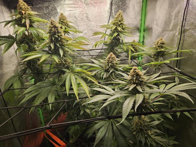 Sensi Amnesia Second Indoor Grow. Week 16