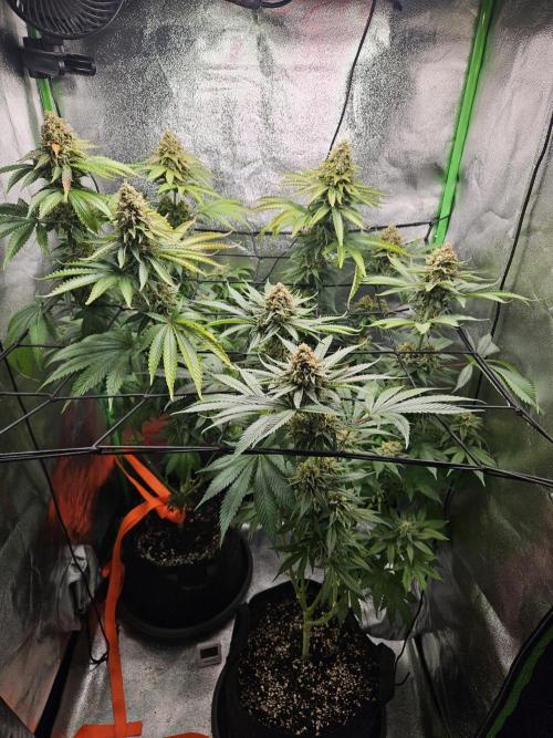 Sensi Amnesia Second Indoor Grow. Week 16