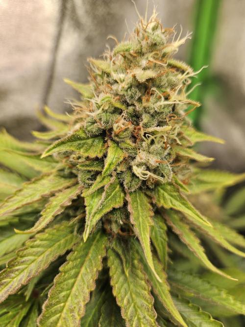 Sensi Amnesia Second Indoor Grow. Week 16