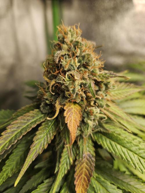 Sensi Amnesia Second Indoor Grow. Week 16